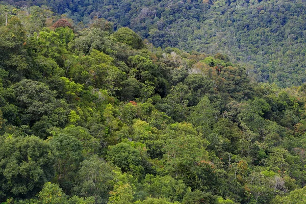 Prachtige Tropisch Regenwoud Oost Maleisië Kundasang Sabah Borneo — Stockfoto