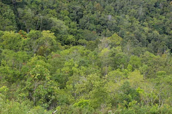 Vacker Tropisk Regnskog Kundasang Sabah Borneo Östra Malaysia — Stockfoto