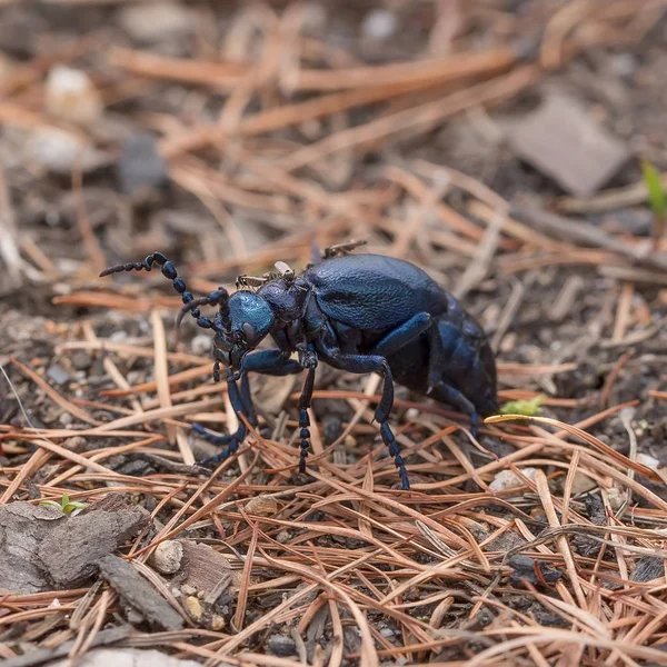 Small midges bite blue beetle