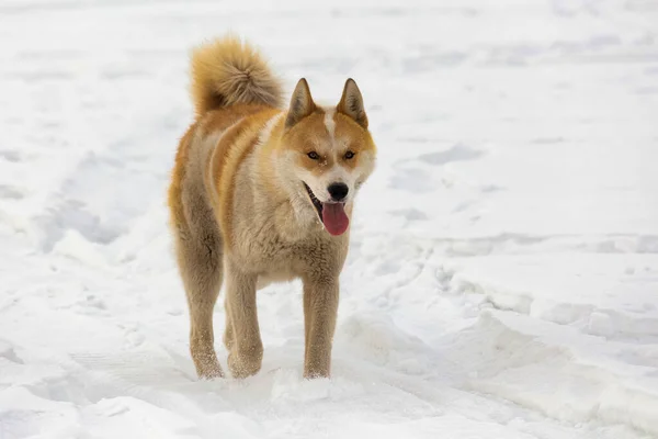 Ginger Yakut hunting Husky (laika) on white snow closeup — Stock Image Ginger Yakut Hunting Husky Laika White Snow Closeup Stock Photo