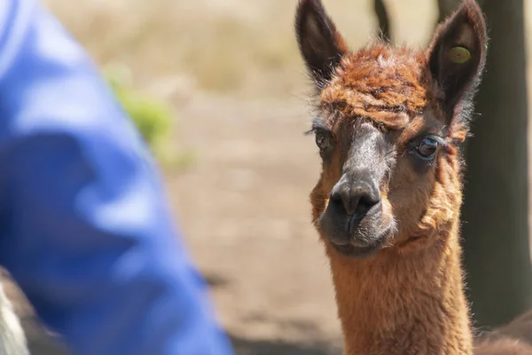 Um Alpaca — Fotografia de Stock