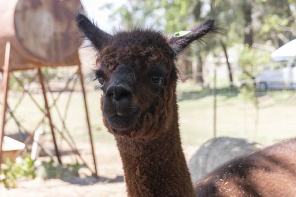 Una Alpaca — Foto de Stock