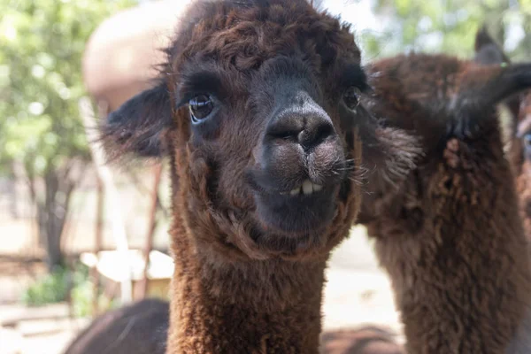 Una Alpaca — Foto de Stock