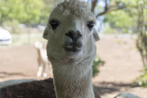 Una Alpaca — Foto de Stock