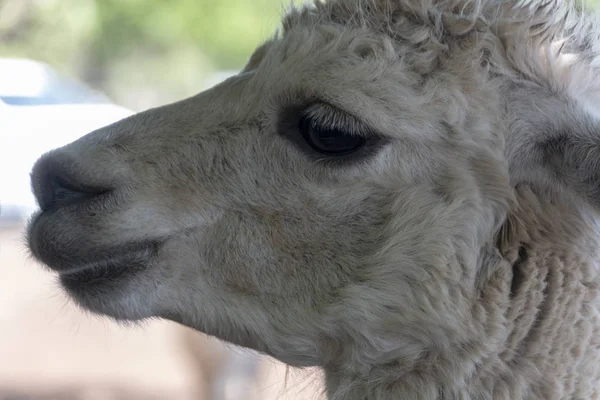 Una Alpaca — Foto de Stock