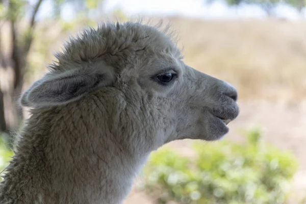 Um Alpaca — Fotografia de Stock