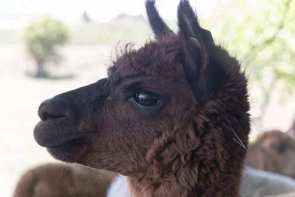 Um Alpaca — Fotografia de Stock