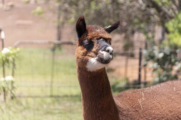 Una Alpaca — Foto de Stock