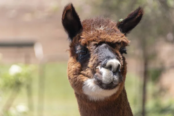 Una Alpaca — Foto de Stock