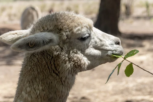 Um Alpaca — Fotografia de Stock