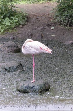 Flamingo 
