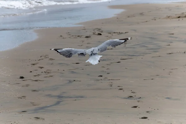 Sea Gull — Stock Photo, Image