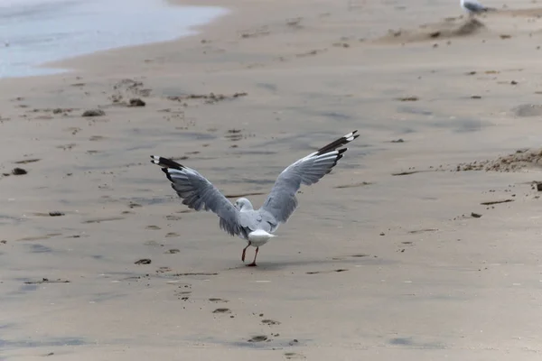 Sea Gull — Stock Photo, Image