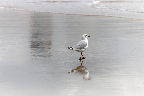 Sea Gull — Stock Photo, Image