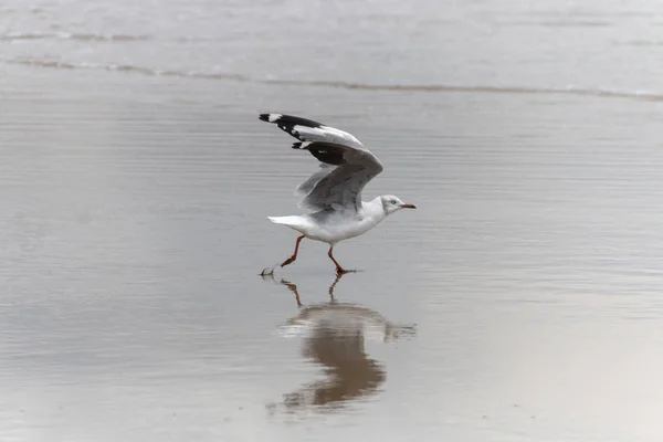 Sea Gull — Stock Photo, Image