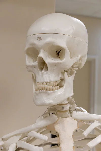 Un scull — Foto de Stock