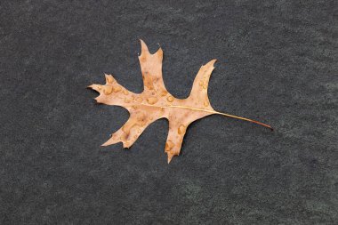 Ağaçtan düşüp katranlı tenis kortunun üzerine düşen bir yaprağın yakın görüntüsü.