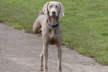 Yağmurlu bir günde parkta oynayan bir köpeğin yakından görüntüsü. 