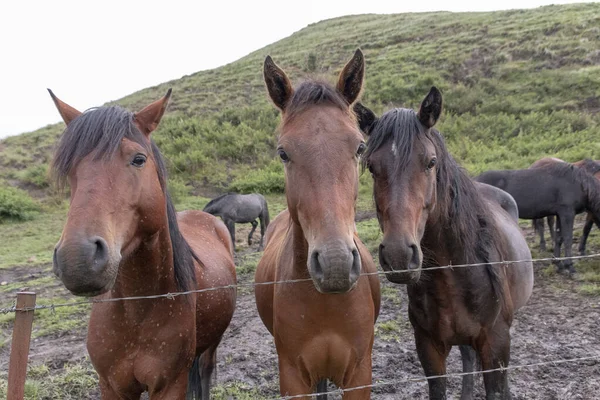 Kahverengi Bir Körfez Atının Burnuna Dokunan Birinin Yakın Plan Görüntüsü — Stok fotoğraf