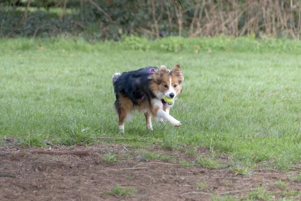 雨の日に公園でフェッチ演奏犬のクローズアップビュー — ストック写真