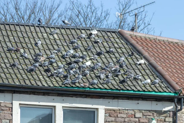 俯瞰鸽子在粘土瓦屋顶上取暖的近景 — 图库照片