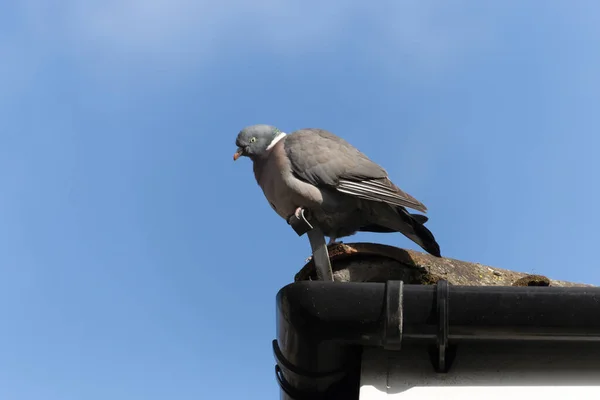 Close View Fat Pigeon Sitting Edge Roof Cold Summer Morning — стоковое фото