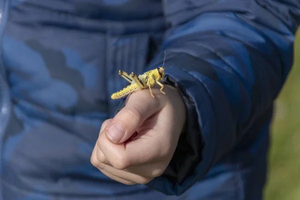 Küçük bir çocuğun halka açık bir parkta parlak sarı çekirgeleri tuttuğu yakın plan görüntüsü.