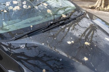 Kuş pisliğiyle kaplı park halindeki bir arabanın yakın görüntüsü.