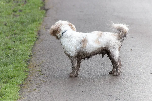 Una Vista Cerca Perro Blanco Que Estado Corriendo Hierba Húmeda — Foto de Stock