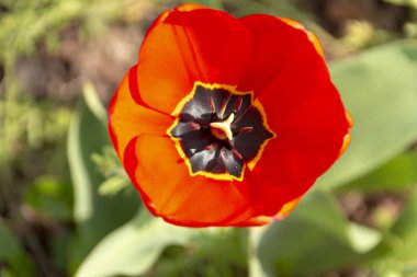 Bir grup güzel, kırmızı lalenin halka açık bir bahçe parkındaki yakın görüntüsü. 