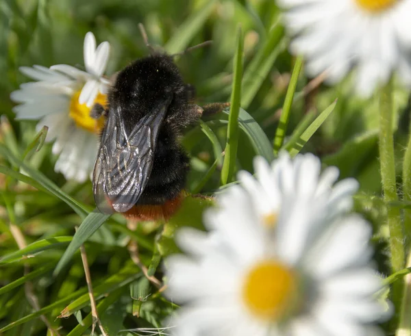 一般公開されている公園で小さなデイジーの花から花粉を集めるという — ストック写真