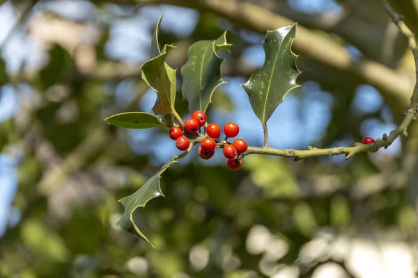 Ökseotu ağacının dalındaki küçük kırmızı böğürtlenleri yakından görmek.  