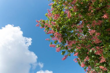 Ağaçlarda çiçekler ve arka planda mavi gökyüzü olan güzel bir gün. 