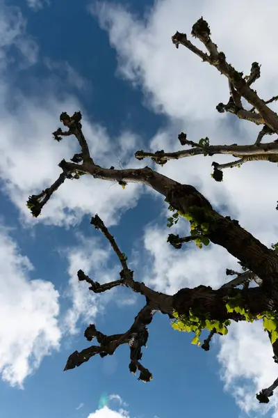Una Vista Cercana Árbol Grande Con Cielo Azul Las Nubes — Foto de Stock