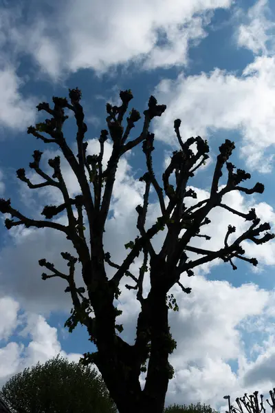 Una Vista Cercana Árbol Grande Con Cielo Azul Las Nubes — Foto de Stock