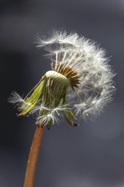 Tohumların yarısı eksik olan bir karahindibanın yakın görüntüsü. 