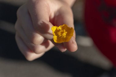 Küçük sarı bir çiçek tutan küçük bir çocuğun yakından görüntüsü. 