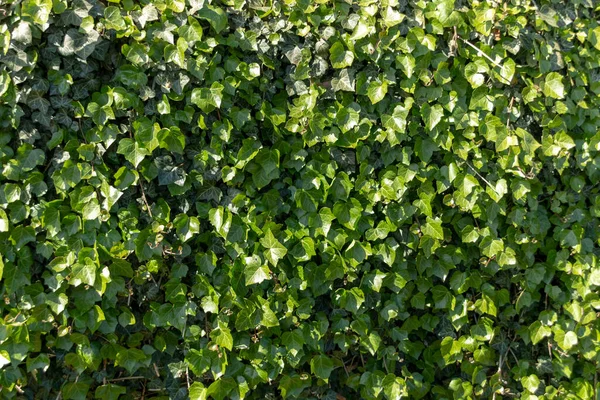 Close View Green Ivy Hedge Has Covered Metal Fence — Stock Photo, Image