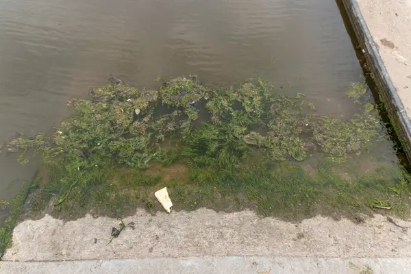 Una Vista Ravvicinata Del Muschio Verde Che Raccolto Nell Acqua — Foto Stock