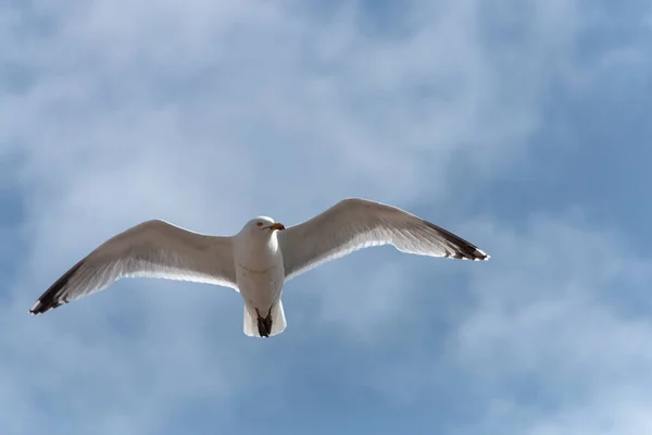 Close View Seagull Fyling Water — Stock Photo, Image