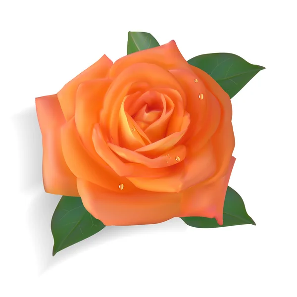 Fotorealistische oranje rose — Stockfoto