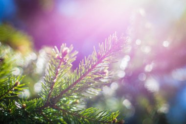 Yaz güneşinde ladin dalı