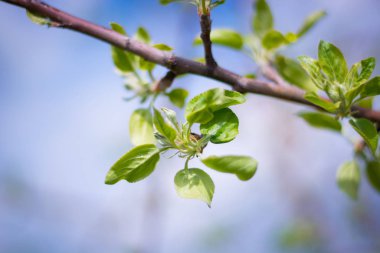 tomurcuklanan elma yaprakları bir bahar sabahı