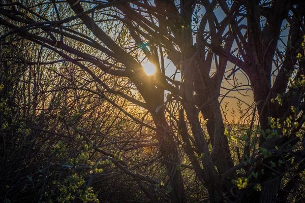 Промені Встановлення Сонця Між Гілками Дерев — стокове фото