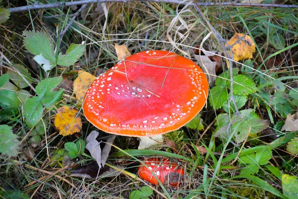 Grzyby Latać Agaric Suchej Trawie Jesienią — Zdjęcie stockowe