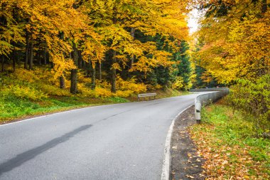 yol ve güzel renkli ağaçlar sonbahar manzarası