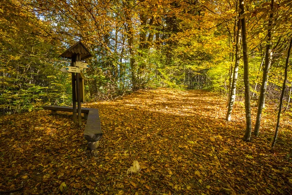 Autunno foresta paesaggio ingiallito alberi autunnali e autunno caduto — Foto Stock