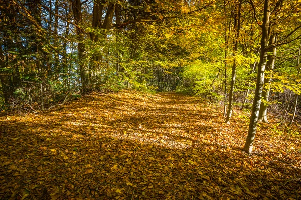 秋天森林风景变黄秋天树和秋天秋天 — 图库照片