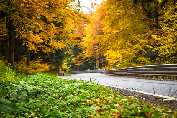 Herbstlandschaft mit Straße und schön gefärbten Bäumen — Stockfoto