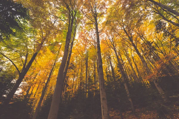 Branches d'arbres colorées dans la forêt ensoleillée, backgroun naturel d'automne — Photo